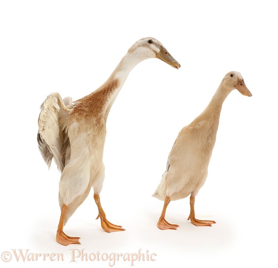 Indian Runner Duck, flapping, white background