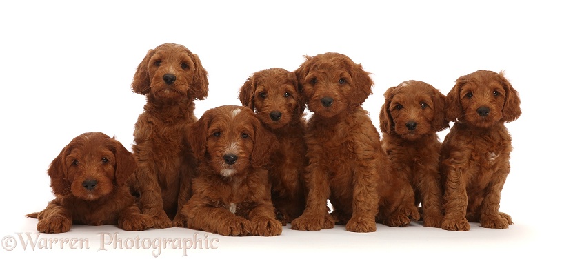 Seven Australian Labradoodle puppies in a row, white background