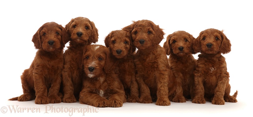 Seven Australian Labradoodle puppies in a row, white background