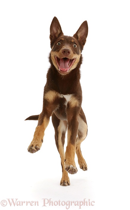 Brown-and-sable Australian Kelpie pup, 4 months old, running, white background