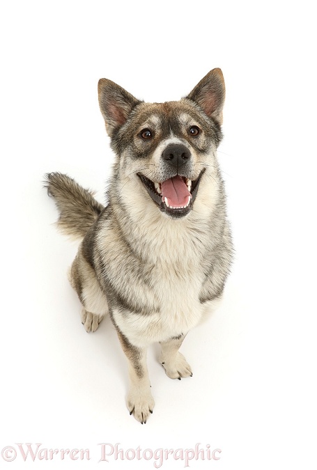Husky-cross dog, white background