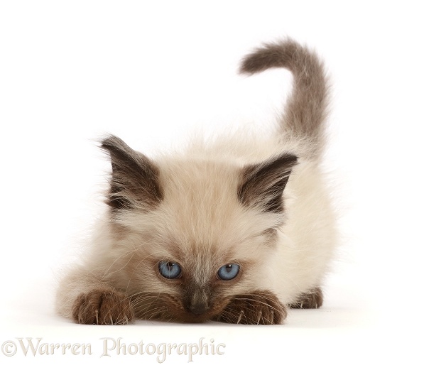 Playful colourpoint kitten, 6 weeks old, white background