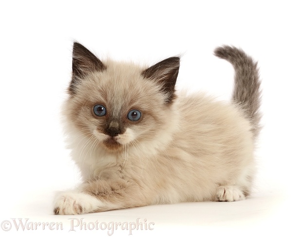 Ragdoll-cross kitten, 6 weeks old, white background