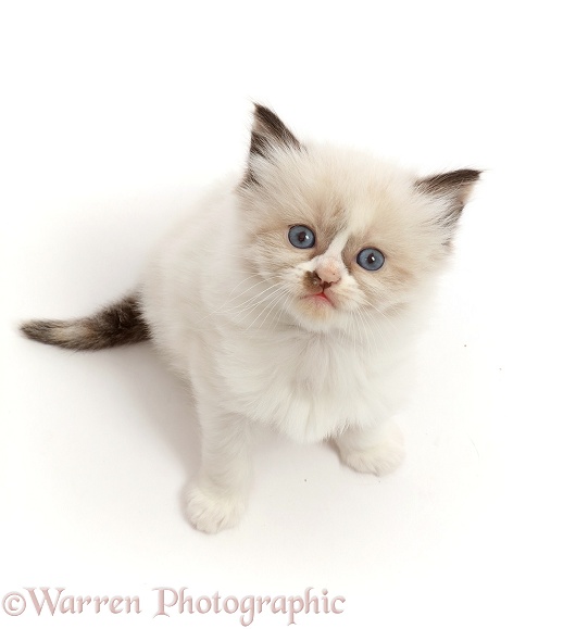 Ragdoll-cross kitten, 5 weeks old, sitting and looking up, white background