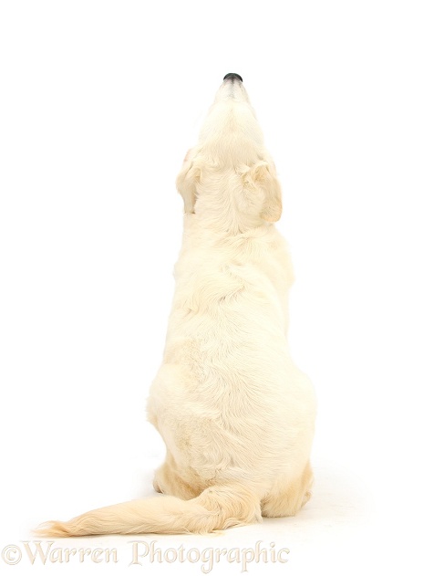 Golden Retriever looking up, back view, white background