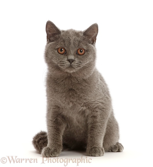 Blue British Shorthair kitten, white background