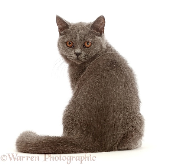 Blue British Shorthair kitten, looking over shoulder, white background