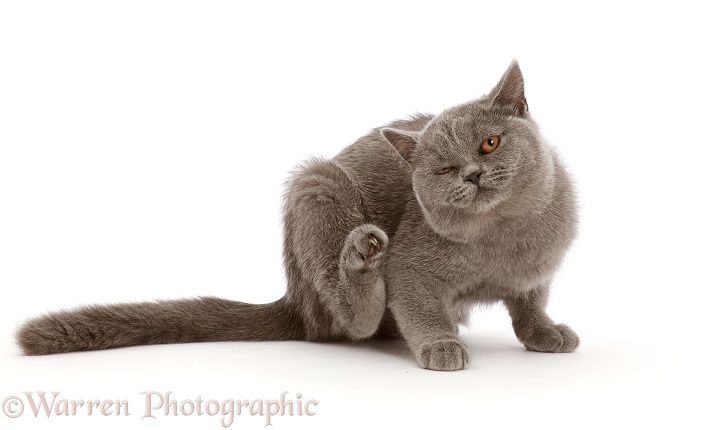 Blue British Shorthair kitten, scratching, white background