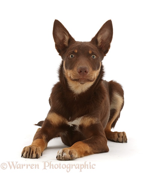 Brown-and-sable Australian Kelpie puppy, 4 months old, white background