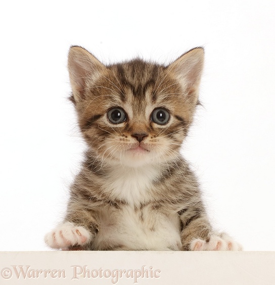 Tabby kitten, 4 weeks old, with big eyes and paws over, white background