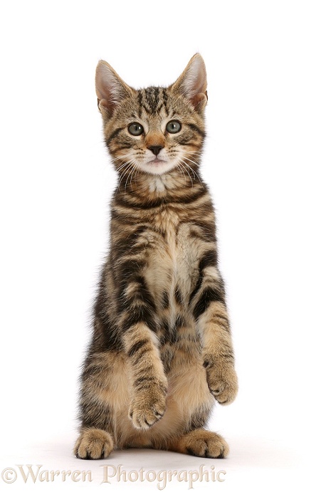Tabby kitten, Picasso, 10 weeks old, sitting, with paws raised, white background