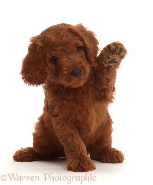 Australian Labradoodle puppy with raised paw, waving, white background