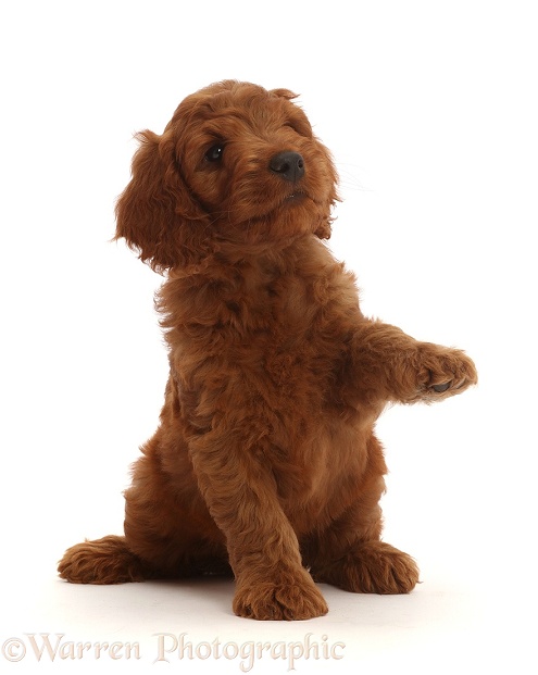 Australian Labradoodle puppy with raised paw, white background