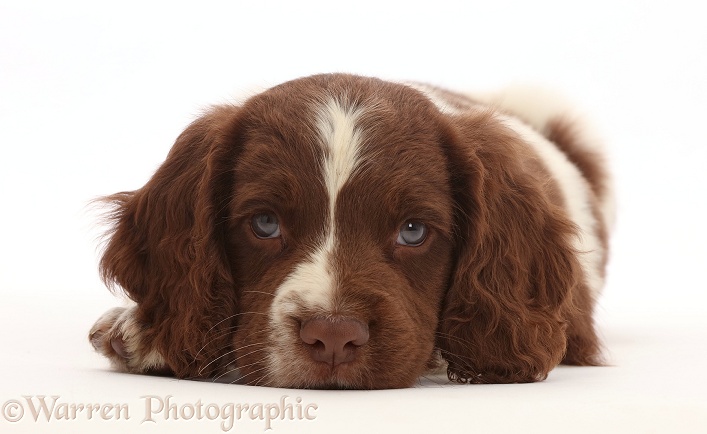 Working English Springer Spaniel puppy, 7 weeks old, white background