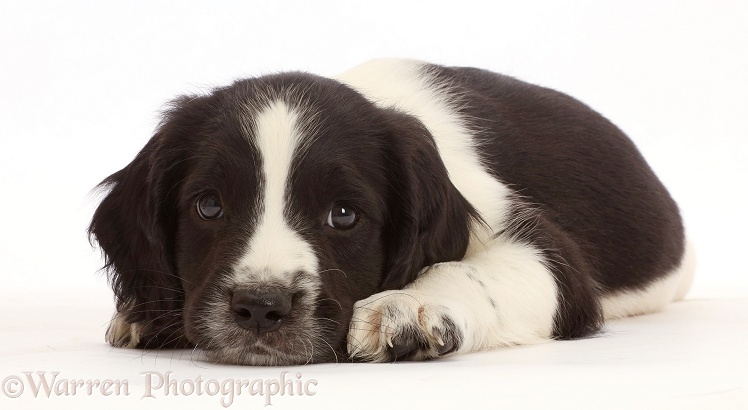 Working English Springer Spaniel puppy, 7 weeks old, lying with chin on the floor, white background