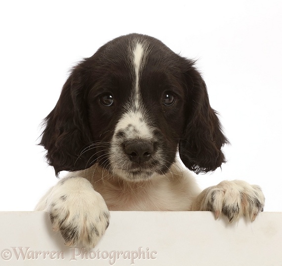 Working English Springer Spaniel puppy, 7 weeks old, paws over, white background