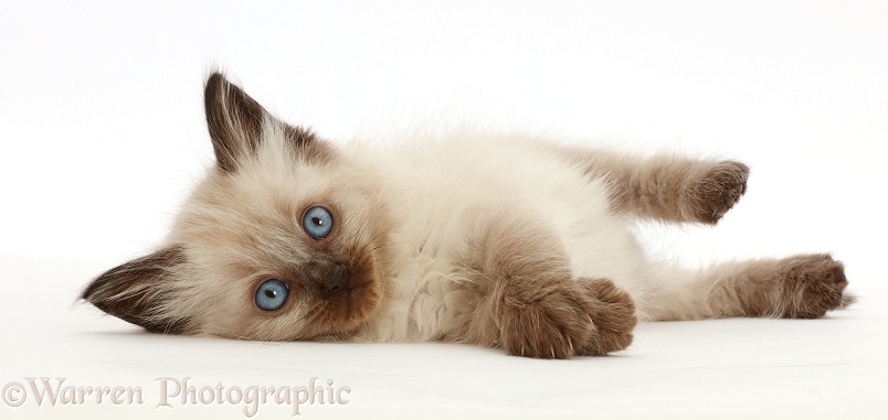 Ragdoll-cross kitten, 6 weeks old, lying on her side, white background