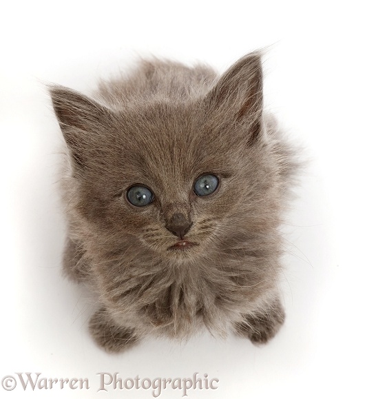 Fuzzy blue-grey kitten, 6 weeks old, sitting and looking up, white background