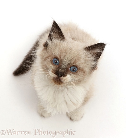Colourpoint kitten, 6 weeks old, sitting and looking up, white background