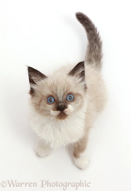 Colourpoint kitten, 6 weeks old, sitting and looking up, white background