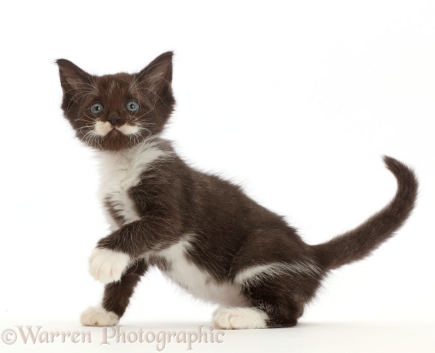 Black-and-white kitten, 6 weeks old, white background