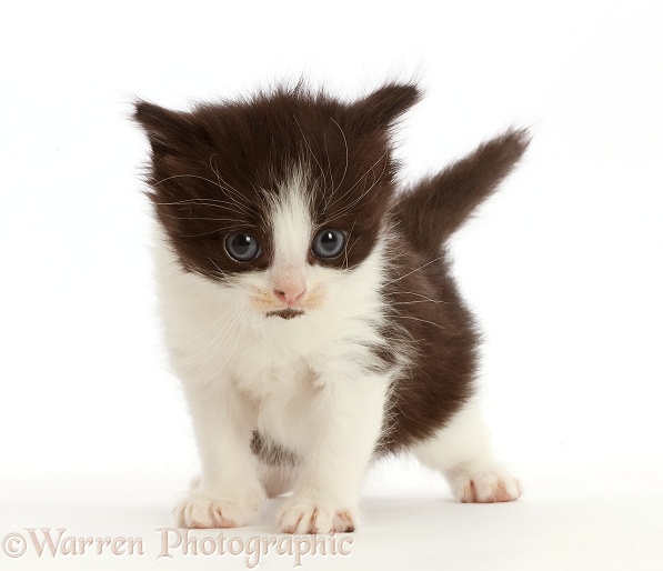 Black-and-white kitten with big eyes, 4 weeks old, white background