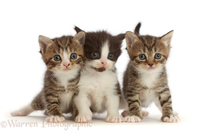 Three kittens with big eyes, 4 weeks old, white background