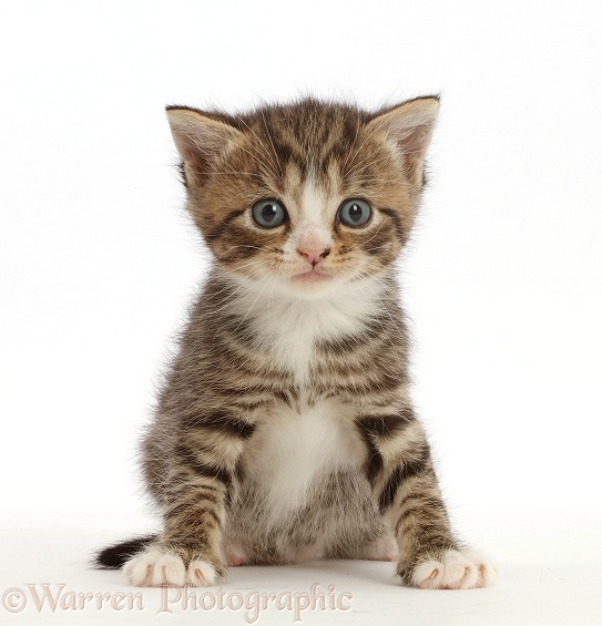 Tabby kitten with big eyes, sitting, white background