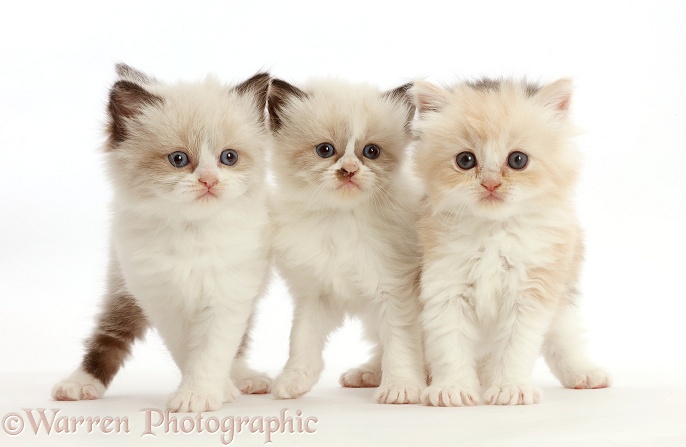 Three Persian-cross kittens, 5 weeks old, white background