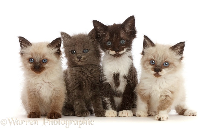 Four assorted kittens, 6 weeks old, white background