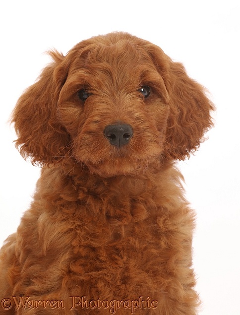 Australian Labradoodle puppy, white background