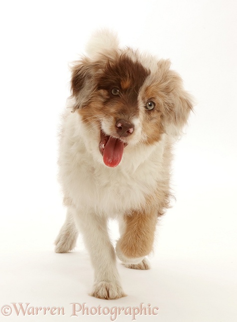 Red merle Cadoodle puppy, 10 weeks old, trotting, white background