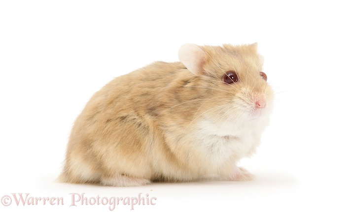 Dwarf Russian Hamster (Phodopus sungorus), white background