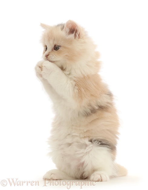 Tortie Persian-cross kitten, 7 weeks old, with clasped paws, white background