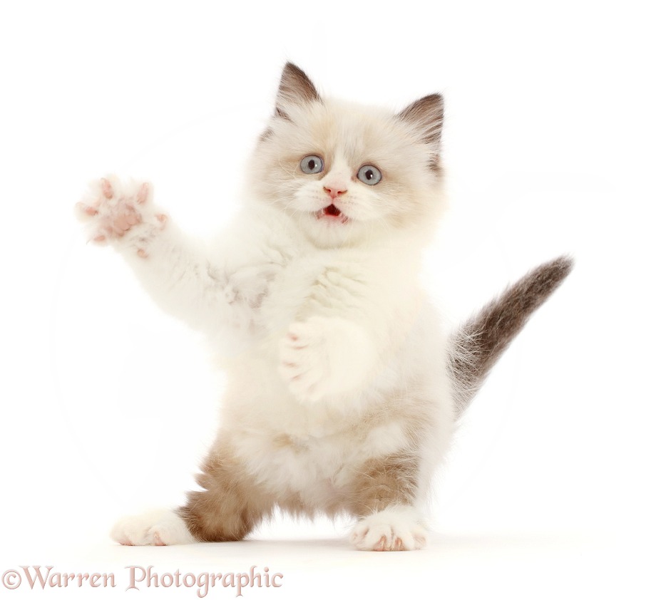 Persian-cross kitten, 7 weeks old, with swiping paws, white background