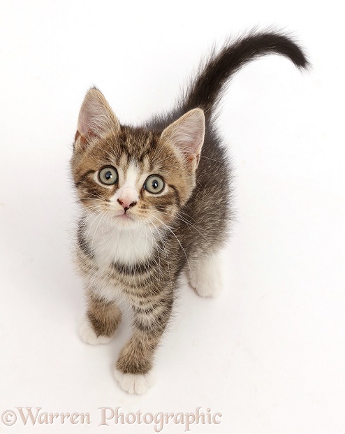 Tabby kitten with big eyes, sitting and looking up, white background