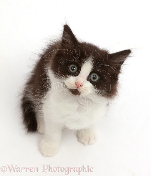 Black-and-white kitten, 7 weeks old, sitting and looking up, white background