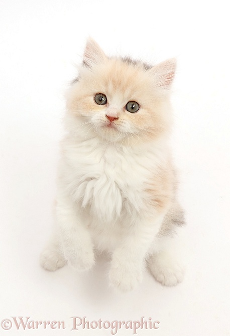 Cream-tortoiseshell kitten, 7 weeks old, sitting and looking up, white background