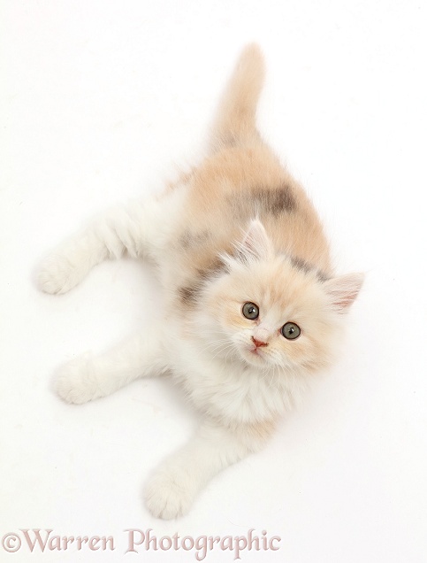 Cream-tortoiseshell kitten, 7 weeks old, lying and looking up, white background