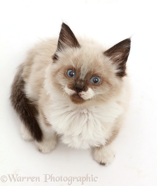 Ragdoll-cross kitten, 8 weeks old, sitting and looking up, white background