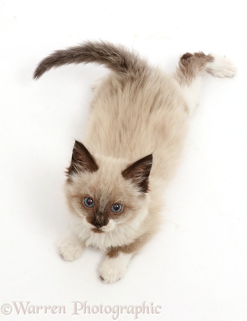 Ragdoll-cross kitten, 8 weeks old, lying and looking up, white background