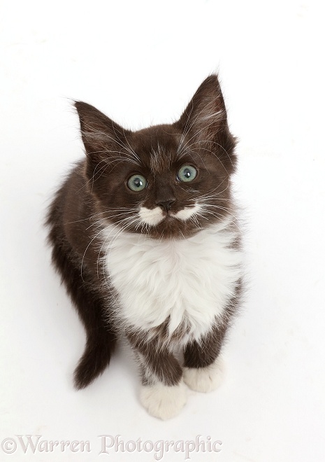 Black-and-white kitten, 8 weeks old, sitting and looking up, white background