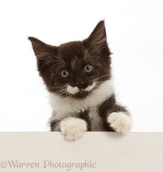 Black-and-white kitten, 8 weeks old, paws over, white background