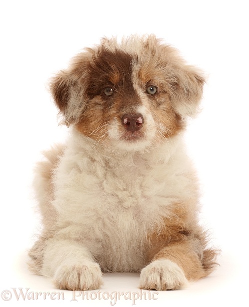 Red merle Cadoodle puppy, 10 weeks old, white background