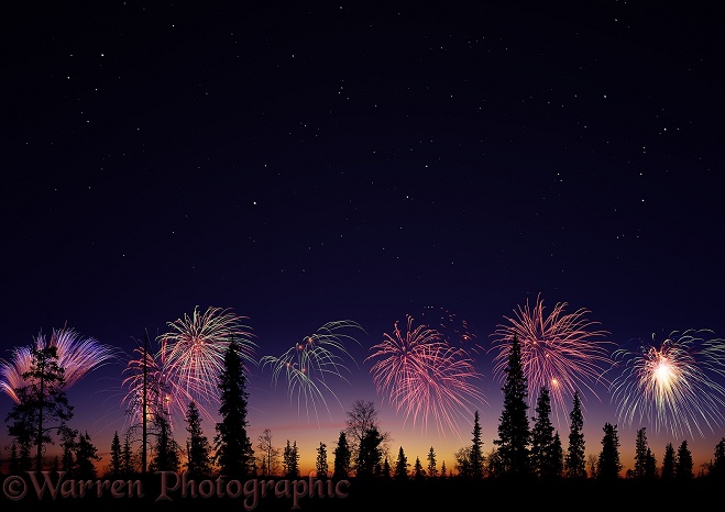 Fireworks and silhouette trees