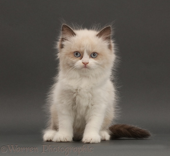 Persian-x-Ragdoll kitten, 7 weeks old, sitting on grey background