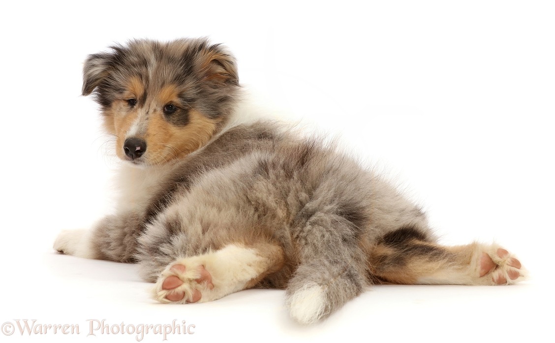 Rough Collie puppy lying spread out, looking over shoulder, white background