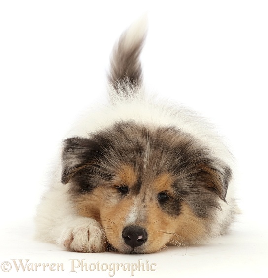 Rough Collie puppy, lying with chin on the floor, white background