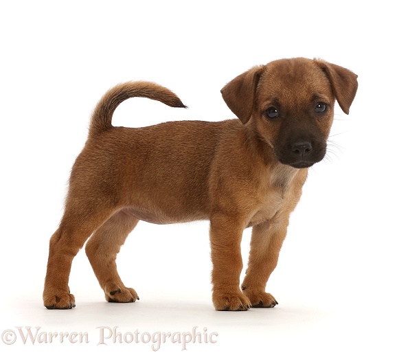 Brown Jack Russell x Border Terrier puppy standing, white background