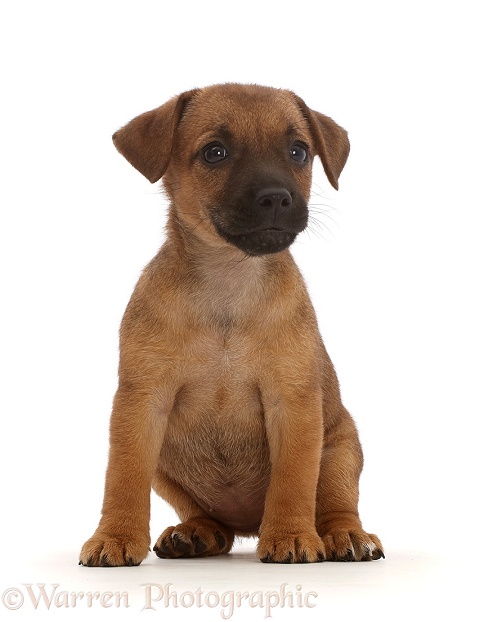 Brown Jack Russell x Border Terrier puppy, white background
